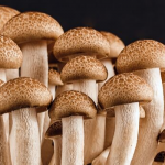 Mushroom Culitvation